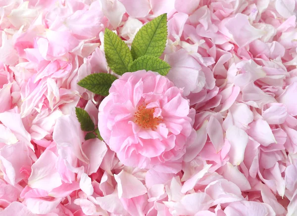 Tea-rose petals on the background — Stock Photo, Image