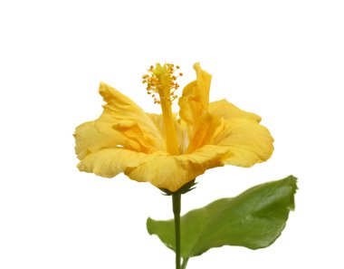 Beyaz arka plan üzerinde izole büyük sarı hibiscus çiçek