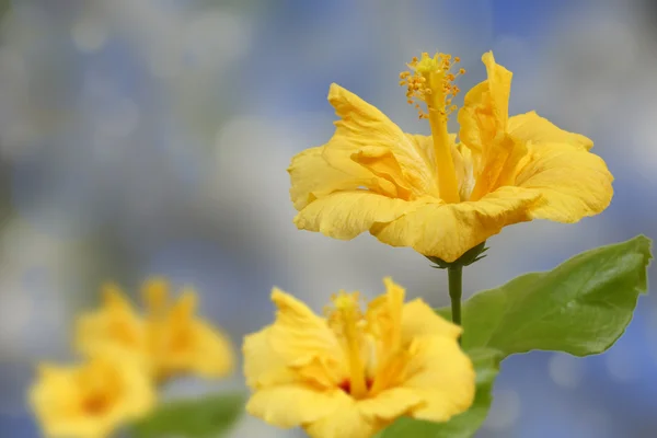 stock image Yellow hibiscus flowers on a soft background