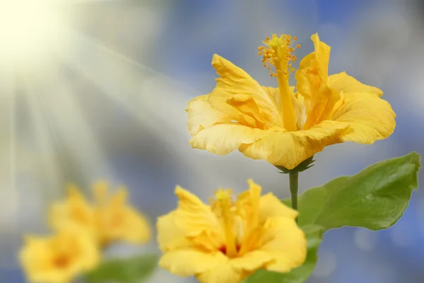 Yellow hibiscus flower — Stock Photo, Image