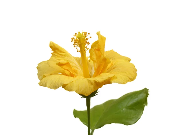 Grote Gele Hibiscus Bloem Geïsoleerd Witte Achtergrond — Stockfoto