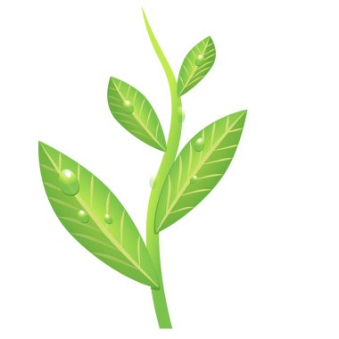 Vector drawing green branch of tea clipart
