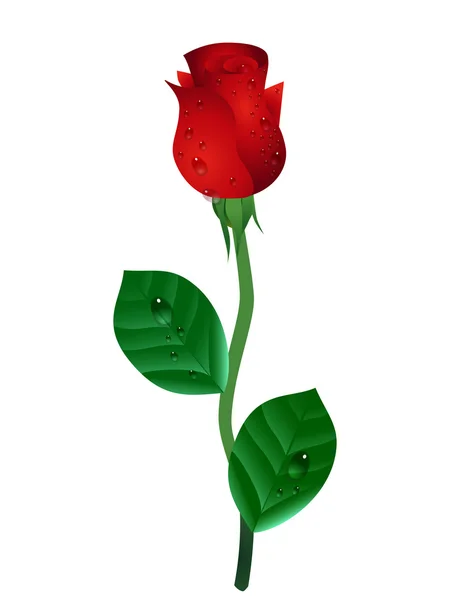 Smuk Rød Rose Vektor Illustration – Stock-vektor