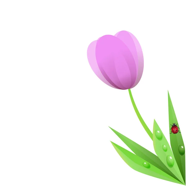 Tulip White Background — Stock Vector