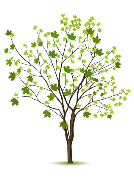 Baum mit grünem Laub — Stockvektor