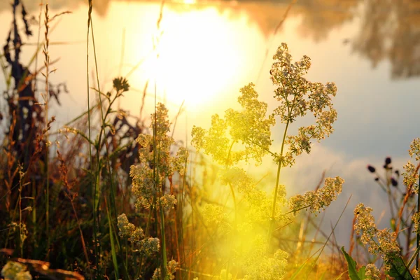 Трава на березі річки на світанку — стокове фото