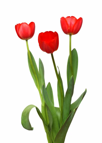Drei rote Tulpenbüschel — Stockfoto