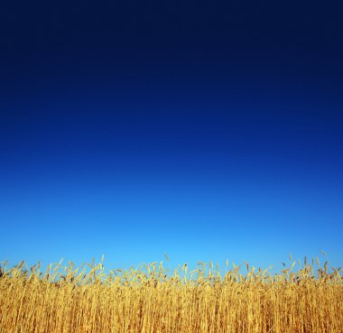 Stems of the wheat clipart