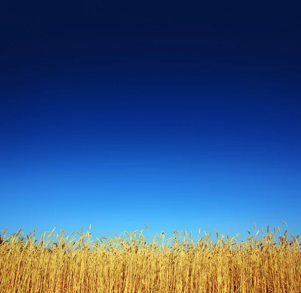 Buğday sapları — Stok fotoğraf