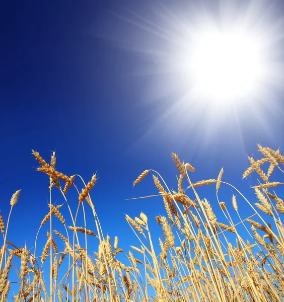 Стебли пшеницы под небом — стоковое фото