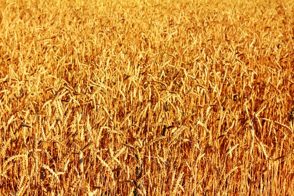 Geel veld met rijpe tarwe — Stockfoto