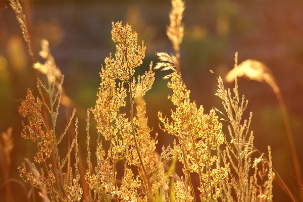 秋の草の茎 — ストック写真