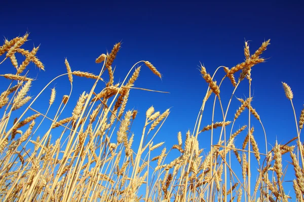 Stems of the wheat under sky Stock Photo