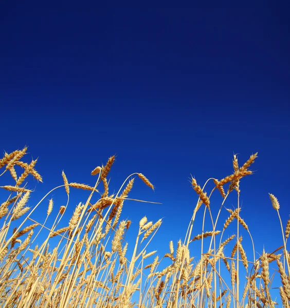 Stems of the wheat under sky — Stock Photo, Image