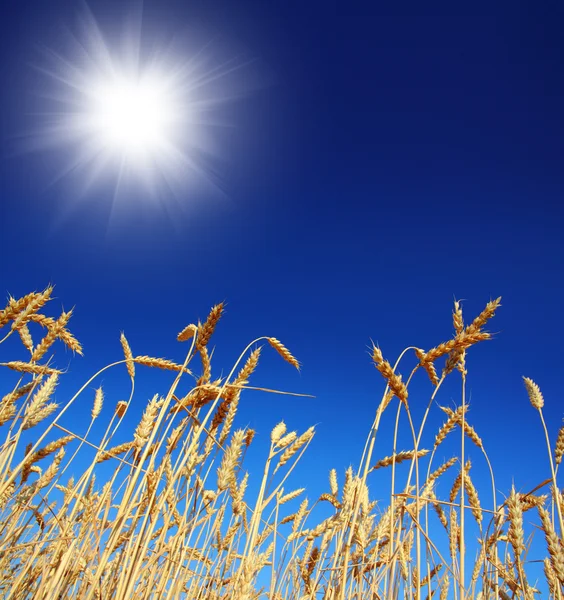 茎的天空下小麦 — 图库照片