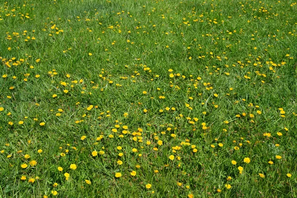 Dandelion flowers on green meadow — Stock Photo, Image