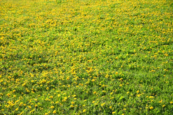 Multitude of dandelions on meadow — Stock Photo, Image