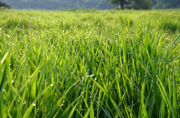 露が落ちる草 — ストック写真