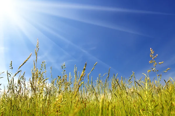 Hierba verde bajo el cielo — Foto de Stock