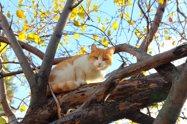 Кот на осеннем дереве — стоковое фото
