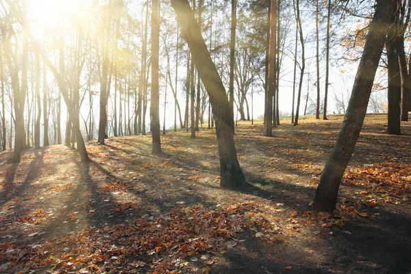 Sunbrams tussen kale bomen — Stockfoto