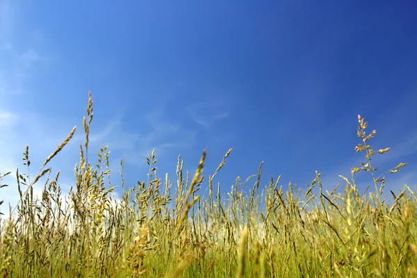 Grönt gräs under himlen — Stockfoto