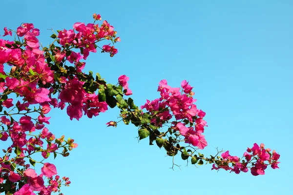 Blütenzweig mit rosa Blüten — Stockfoto