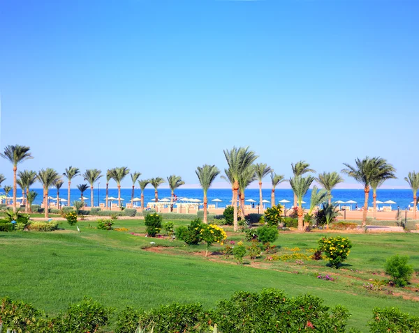Zelený trávník a palm stromy na pláži — Stock fotografie