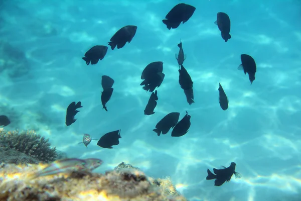 Тропические рыбы плавают среди кораллов — стоковое фото