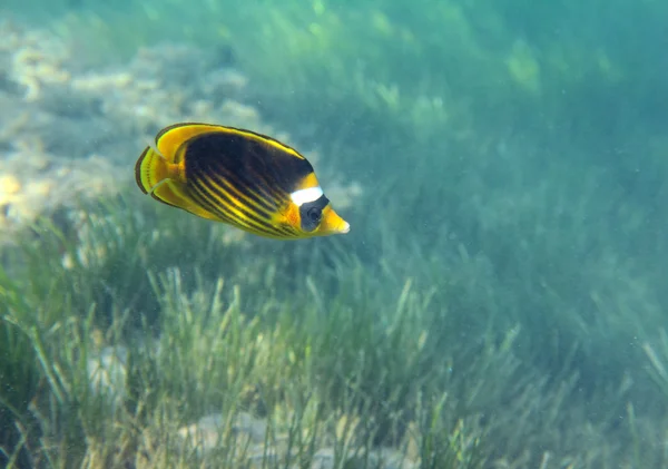 Butterfly-fish over grass — Stock Photo, Image