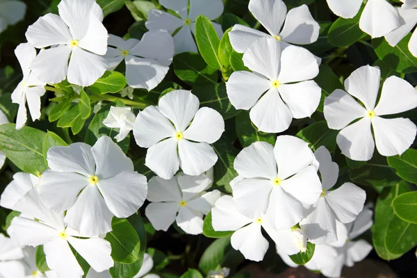 푸른 잎이 달린 하얀 꽃들 — 스톡 사진