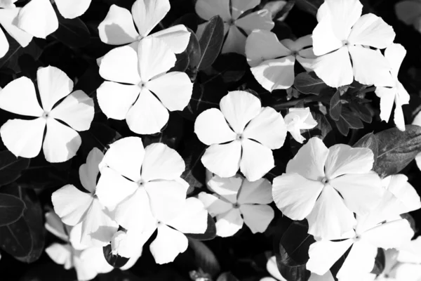 Flores Blanco Negro Primer Plano Fondo — Foto de Stock