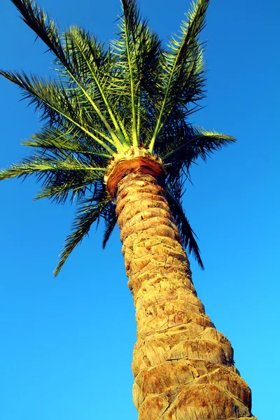 Palmiye ağacı mavi gökyüzü altında — Stok fotoğraf