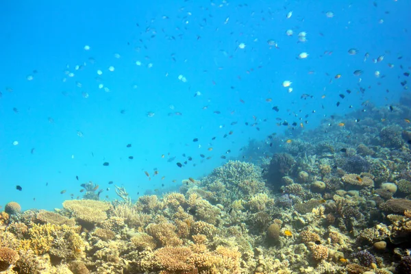 Peces entre corales en el Mar Rojo — Foto de Stock