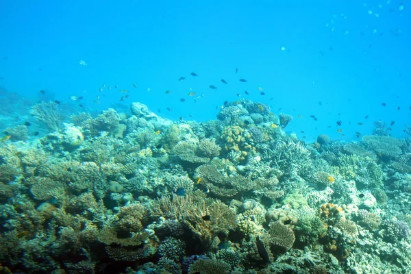 Подводная Рыба Среди Кораллов Красном Море — стоковое фото
