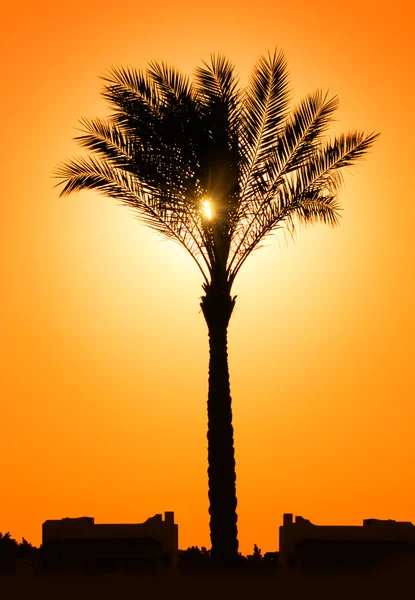 Silhueta de palmeira contra sol — Fotografia de Stock
