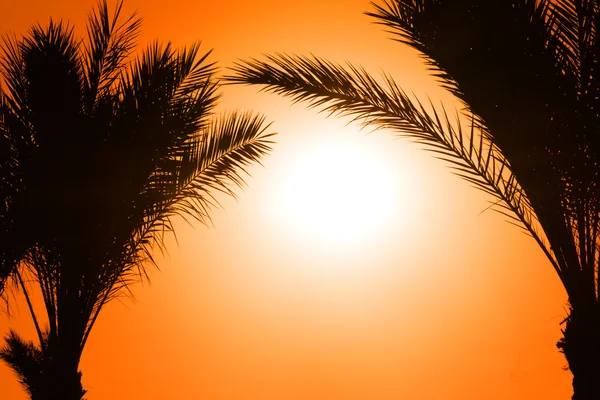 对太阳的棕榈树的剪影 — 图库照片