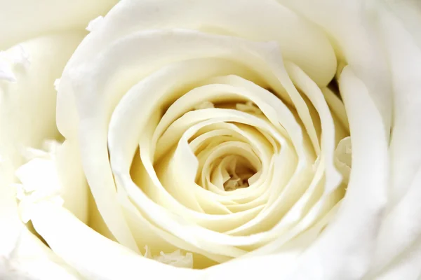 Branco pétalas de rosa close-up — Fotografia de Stock