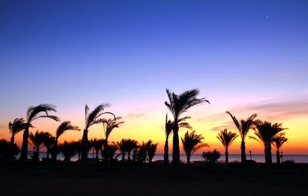 Утренний Пейзаж Перед Восходом Солнца Пальмами Морем — стоковое фото