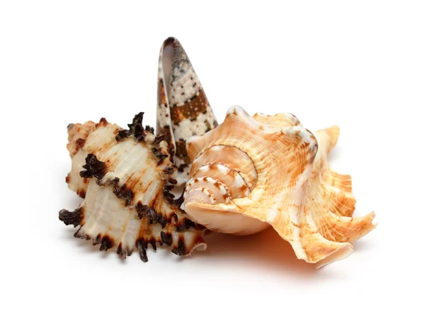 Csoport tengeri kagylókból — Stock Fotó