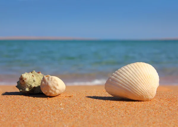 Zbliżenie Plaży Seashelsl Pobliżu Morza — Zdjęcie stockowe