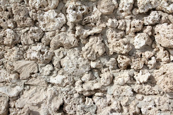 Pared de extrañas conchas marinas fosilizadas y corales — Foto de Stock