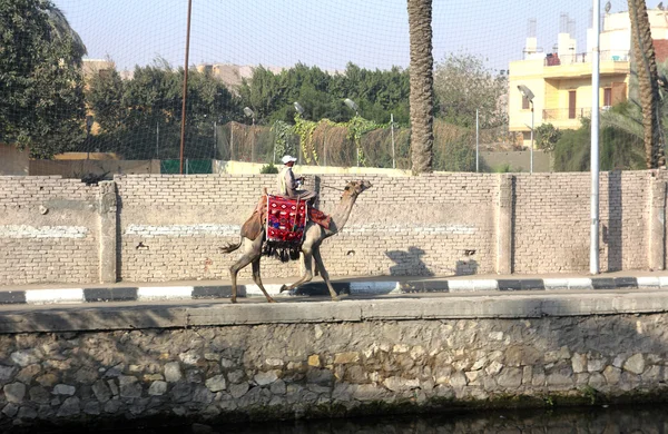 Bédouin sur chameau au Caire — Photo
