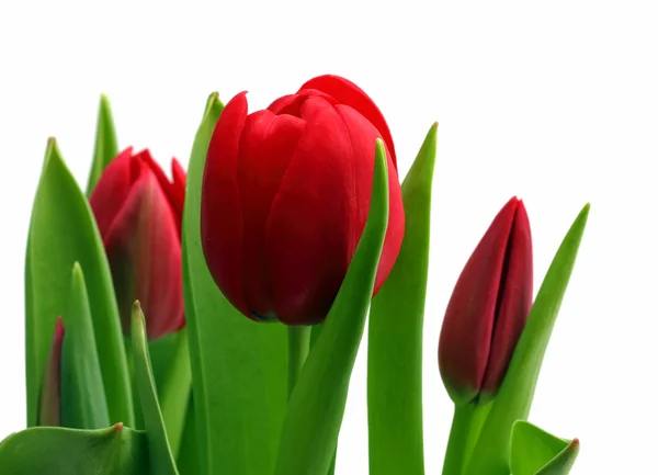 Bouquet of red tulips close-up — Stock Photo, Image