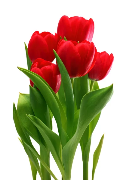 Bouquet Tulipani Rossi Isolati Bianco — Foto Stock