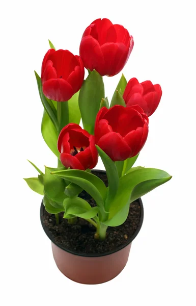 Красный Тюльпаны Горшке Изолированы Белом — стоковое фото