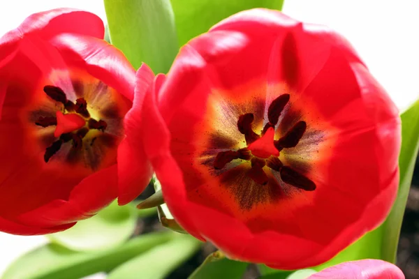 Vista de close-up em tulipas vermelhas — Fotografia de Stock
