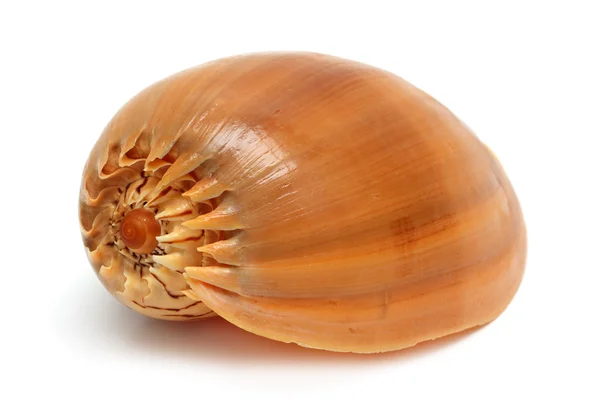 Spiral Sea Shell Close White — Stock Photo, Image