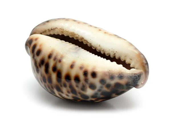 Bizarr tengerre shell közelről — Stock Fotó