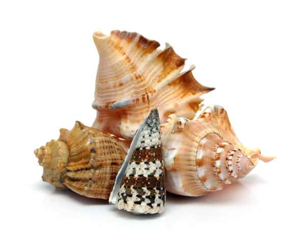Csoport tengeri kagylókból — Stock Fotó
